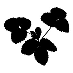 Poster - Strawberry plants seedling silhouette