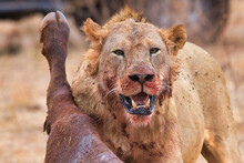 Close-up Of A Wild Lion, Panthera Leo, With Its Prey.