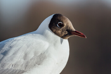 Close up of a seagull 2