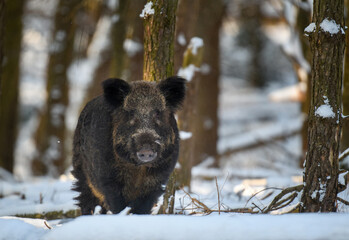 Wall Mural - wild pig with snow. young wild boar, sus scrofa, in wintery forest