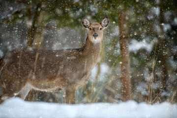 Fototapete - Female deer in the winter forest. Animal in natural habitat