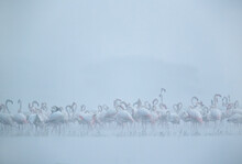 Greater Flamingos In The Foggy Morning At Bhigwan Bird Sanctuary, India