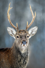Fototapete - Portrait male deer in the winter forest. Animal in natural habitat