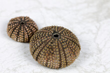 Two Sea Urchin Shells Side By Side