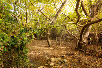 Wall Mural - Beautiful creek in Penteli mountain near Athens, Greece.