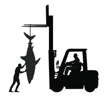 Fisherman Catch Great White Shark Vector Silhouette Illustration Isolated. Port Workers Unload Big Fish From The Ship With Forklift. Heavy See Food Transportation On Market. Dock Laborers Deliver Fish