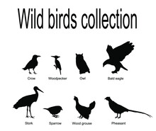 European Wild Birds Collection Vector Silhouette Illustration Isolated On White Background. Continental North America Birds Set Symbol. 