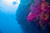 Fototapeta Na sufit - Paramuricea clavata red gorgonia of the mediterranean sea- Diving in the marine national park close to Portofino	
