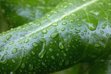 Close-up Of Green Tropical Leaf With Raindrops