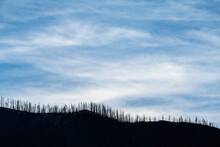 USA, New Mexico, Silver City, Gila National Forest, Silhouettes Of Trees On Hill
