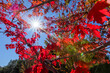 © Tetra Images - Sun shining through red leaves of sugar maple tree