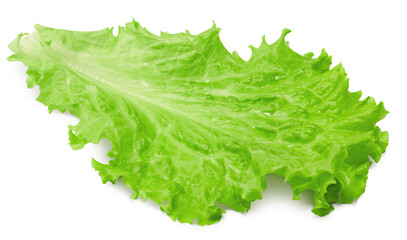 Wall Mural - Salad leaf. One green lettuce isolated on white background. clipping path