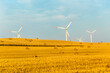 farma wiatrowa, wiatraki na polu, wiatraki, elektrownia wiatrowa, plony na polu, pole letnią porę, letnie popołudnie, żółte pole z błękitnym niebem