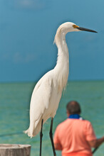 Side View, Close Distance Of A Snowy Egret Standing On A Wood Piling And A Male Fishing In Tropical Waters
