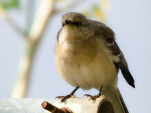 Close Up Of A Mockingbird