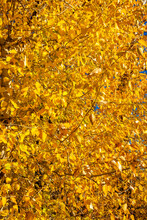 Close-up Of Tree With Yellow Leaves In Autumn