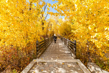 USA, Idaho, Bellevue, Rear View Of Woman Walking On Footbridge Surrounded With Yellow Trees In Autumn