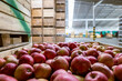 Ripe juicy red apples in a container. Production facilities of large warehouse - grading, packing and storage of crops.