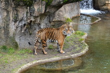 Sumatran Tigers Live In Lowland And Mountain Forests On The Indonesian Island Of Sumatra.