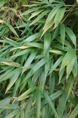 Wall Mural - Closeup Bamboo leaves. Bamboo is a popular ornamental and edible plant.