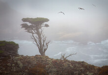 A Monterey Cypress Stands Tall In Its Naturally Foggy Surroundings, As Birds Fly By, Monterey, California, USA