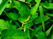 A Green Grasshopper Is Sitting On A Green Leaf. Grasshopper In Nature.