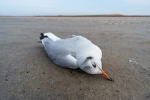 A Dead Bird On The Sand, A Seagull
