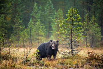 Wall Mural - a brown bear in the fog on the bog. adult big brown bear male. scientific name: ursus arctos. natura