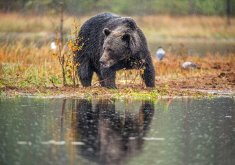 Wall Mural - a brown bear in the fog on the bog. adult big brown bear male. scientific name: ursus arctos. natura