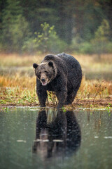 Wall Mural - a brown bear in the fog on the bog. adult big brown bear male. scientific name: ursus arctos. natura
