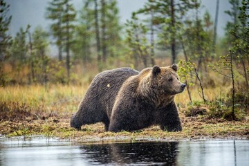 Wall Mural - a brown bear in the fog on the bog. adult big brown bear male. scientific name: ursus arctos. natura