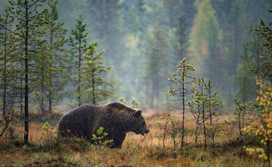Wall Mural - a brown bear in the fog on the bog. adult big brown bear male. scientific name: ursus arctos. natura