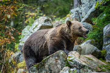 Wall Mural - bear on a rocks. adult big brown bear in the autumn forest. scientific name: ursus arctos. autumn se
