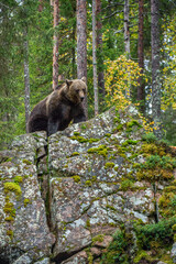 Wall Mural - bear on a rocks. adult big brown bear in the autumn forest. scientific name: ursus arctos. autumn se