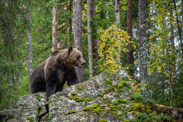 Wall Mural - Bear on a rocks. Adult Big Brown Bear in the autumn forest.  Scientific name: Ursus arctos. Autumn season, natural habitat.