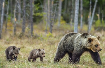 Wall Mural - she-bear and cubs of brown bear (ursus arctos arctos) on the swamp in the summer forest. natural gre