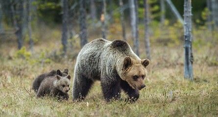 Wall Mural - She-Bear and Cubs of Brown bear (Ursus Arctos Arctos) on the swamp in the summer forest. Natural green Background