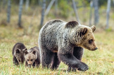 Poster - She-Bear and Cubs of Brown bear (Ursus Arctos Arctos) on the swamp in the summer forest. Natural green Background