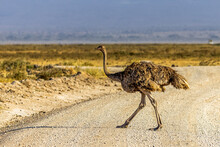 Large Masai Ostrich Bird Walking Across A Dirt Road As Seen On A Safari Game Drive In Kenya Africa