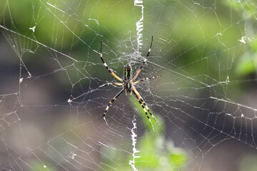 spider on web