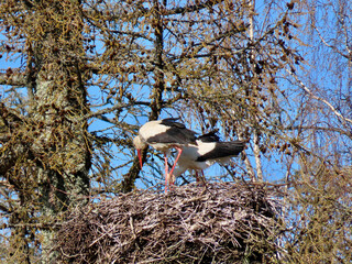 Wall Mural - Stork in nest high on top of leafless larch tree in early spring in the biggest white stork 'Ciconia ciconia' colony in the Baltic states - Matisi, Latvia 