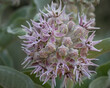Close-up on milkweed flower in nature in California, USA, viewed from above, in the spring