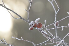 Winter Season Hoarfrost On Tree Limbs And Leaves. 