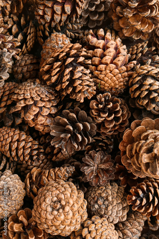 Pine cones as background, closeup