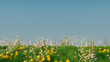 © RocknRoller Studios - Spring Meadow with Long Grass, Wild Flowers and clear blue sky. Nature Background with space for text.