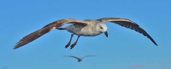 Wall Mural - Flying Juvenile Kelp gull (Larus dominicanus), also known as the Dominican gull and Black Backed Kelp Gull. Natural blue sky background. False Bay, South Africa