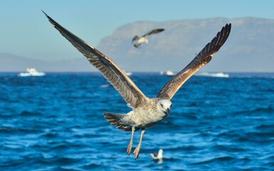 Wall Mural - Flying Juvenile Kelp gulls (Larus dominicanus), also known as the Dominican gull and Black Backed Kelp Gull. Natural blue ocean background. False Bay, South Africa