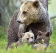 Bear cubs and mother she-bear in the summer forest. Bear family of Brown Bear (Ursus arctos).