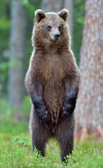 the bear cub standing on hinder legs. ursus arctos ( brown bear)