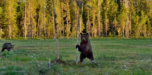 Wall Mural - cubs of brown bear (ursus arctos) in the summer forest. natural green background